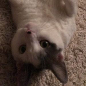 Meet your Posher, Alex